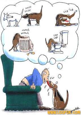 Petit chien tout mimi