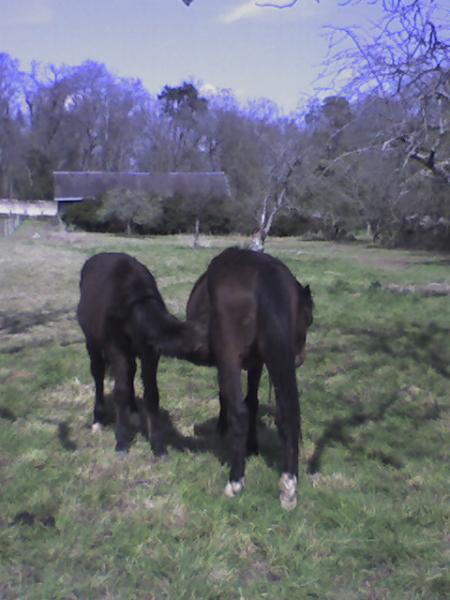 Cheval